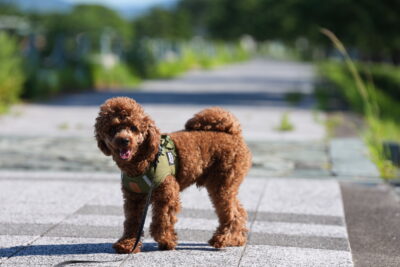 正常な脊柱管と、狭くなって神経が圧迫された状態を比較した図