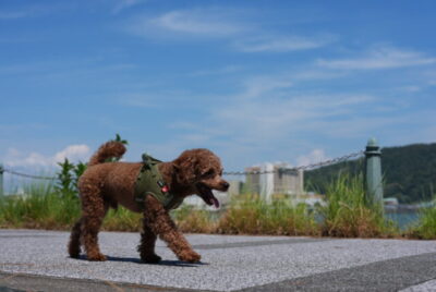 いきなり週2〜3回で始めると筋肉痛が抜けないまま次の回になり足が遠のく流れと、まず週1回で始めると筋肉痛が抜けてから次の回になり予約が生活のリズムになる流れを並べた図